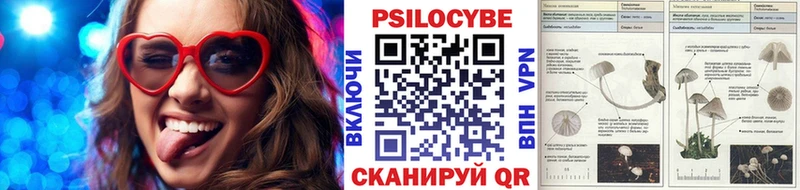 купить   Новочебоксарск  Галлюциногенные грибы Psilocybe 